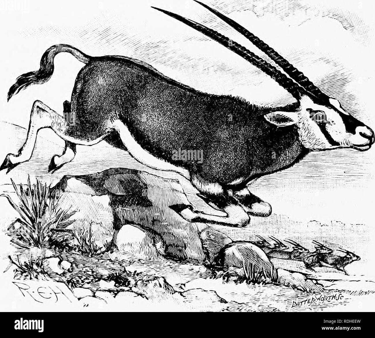 . L'homme et la bête dans l'Est de l'Ethiopie : à partir d'observations faites en Afrique de l'Est, l'Ouganda et le Soudan . Histoire naturelle ; les peuples autochtones ; de l'Ethnologie. L'Est de l'ETHIOPIE 284 xxii est connu ns l'oryx de beisa touffetée [calloti forme africaine&gt;i). L'oryx est une belle antilope et se distingue quatre pieds au niveau des épaules et pèse de 400 à 450 livres. Les cornes, qui parfois atteignent une longueur de trois pieds, sont à la base annulated et polis dans la. L'antilope oryx de beisa Tho (hei"a). Cette antilope est indépendante de l'eau et s'épanouit, où la végétation est maigre. Lorsqu'un troupeau d'orj'x est sur t Banque D'Images