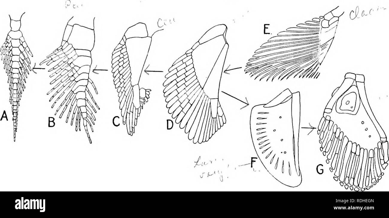 . Text-book de l'embryologie. L'embryologie. Squelette de la nageoires paires 353 sur aussi grande que possible un certain nombre de spécimens de chaque espèce. Le squelette de la ceinture pelvienne découle d'une manière semblable dans ses grandes lignes à celui de la ceinture pectorale. Il est cependant l'ISTIC- caractère des Elasmobranches (à l'exception des Holocéphales) que la partie de la ceinture dorsal à l'attachement de la branche subit une atrophie des stades ultérieurs du développement. Comme dans la nageoire pectorale un cartilage axial apparaît avec des rayons de son côté extérieur. Ici aussi un cartilage séparées en avant avec développe Banque D'Images