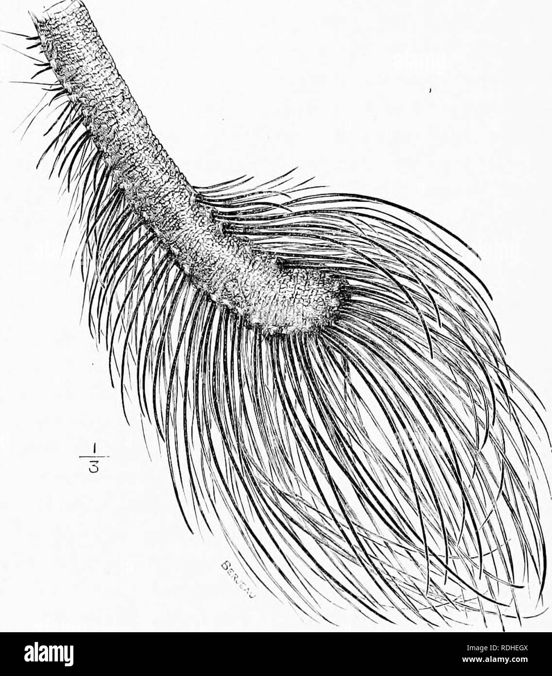 . L'homme et la bête dans l'Est de l'Ethiopie : à partir d'observations faites en Afrique de l'Est, l'Ouganda et le Soudan . Histoire naturelle ; les peuples autochtones ; de l'Ethnologie. 274 l'Est de l'ETHIOPIE XXI faiblement alcalins caustiques solution il s'assouplit et faire de la même manière que nos ongles des doigts et des parcelles de peau dure se ramollir sous l'infiuences de l'eau et du savon. Il y a une utilisation du rliinoceros a pour sa hoi'u, et. J'lie la queue d'un olepliant africains. Luiirs^ arc composé, et similaire dans stnictuie à la corne de rhinocéros.^ t])à est prol)al)ly propre à elle. Après avoir laissé tomber ses excréments l'animal tu Banque D'Images