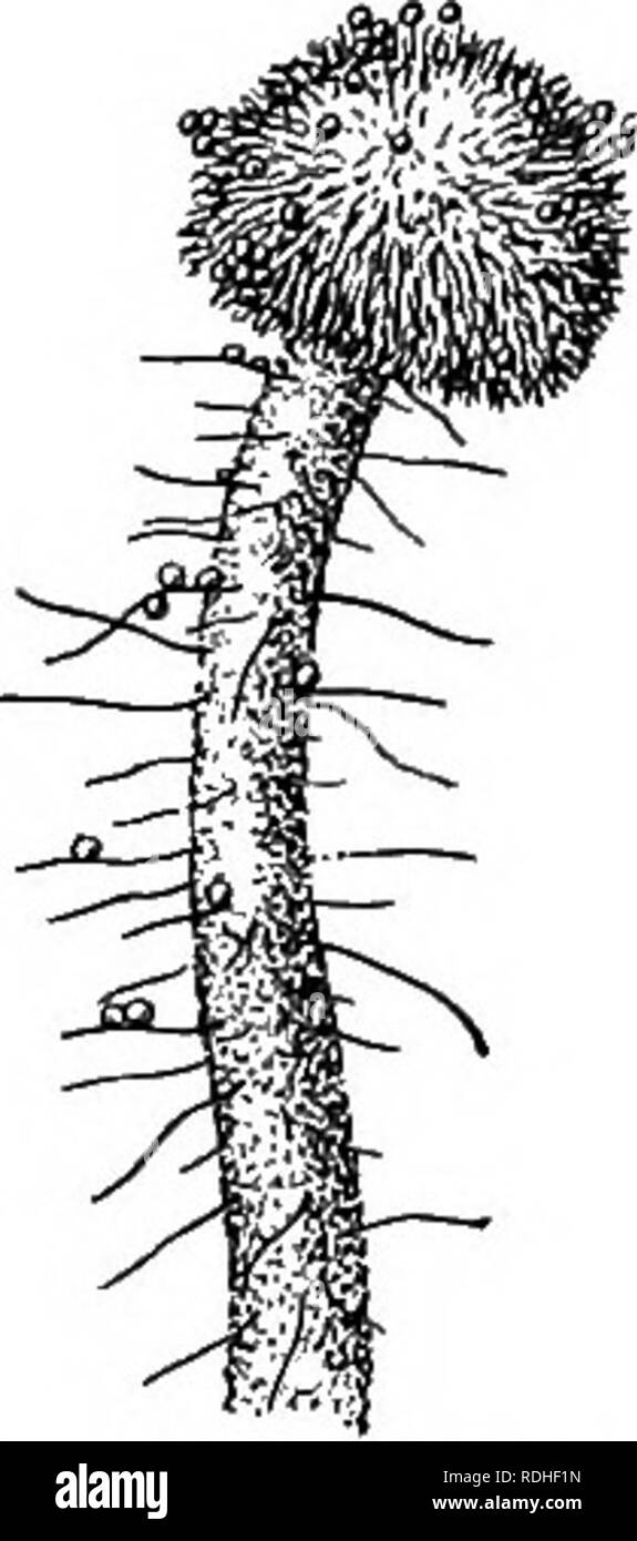 . La vie des plantes et usages des plantes ; un manuel élémentaire, une fondation canadienne pour l'étude de l'agriculture, de l'économie domestique ou d'un collège de la botanique. La botanique. Plus sur la pollinisation 3°7 d'autres fleurs sont tous deux sur la même stigmatisation, que d'autres fleurs se produire les tubes de plus de vigueur de la croissance- reux que ceux produits par le pollen de la même fleur. Les tubes polliniques plus vigoureux seront celles d'atteindre les ovules. Ainsi, la pollinisation croisée est favorisé, bien que proche-pollinisation n'est pas complètement évité.. Fig. 128. - Fin du pistil d'Hibis- cus, beaucoup plus large. Remarque les poilus sur- face de Banque D'Images