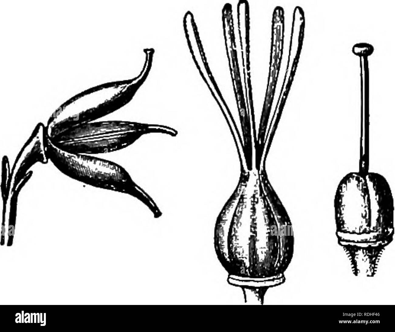 . La vie des plantes et usages des plantes ; un manuel élémentaire, une fondation canadienne pour l'étude de l'agriculture, de l'économie domestique ou d'un collège de la botanique. La botanique. 291 VARIATIONS DE STRUCTURE ovaire, indique généralement le nombre de carpelles qui com- posent. (Voir Figure 114.) Certains ovaires de pistils composés de semences n'ont qu'un seul compartiment. Dans ce cas, le nombre de carpelles est généralement indiqué par le nombre de lignes d'ovules le long des murs de l'ovaire. Les murs de l'ovaire sont habituellement soulevées dans les dorsales peu à laquelle les ovules sont at- tached. Ces crêtes sont appelés placenta (singulier, placenta). Les la plupart des str Banque D'Images