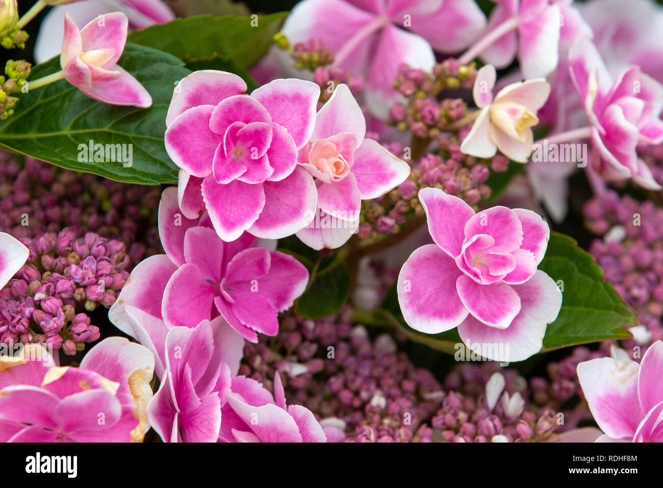 L'Hydrangea stargazer en pleine floraison close up Banque D'Images