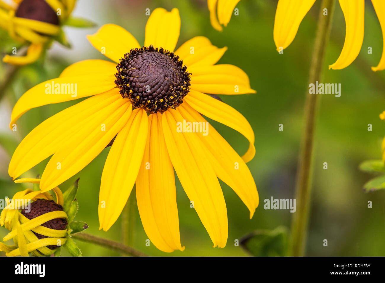 Rudebeckia Goldsturm en pleine floraison Banque D'Images