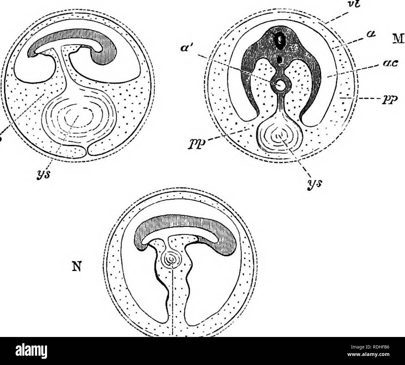 . Les éléments d'embryologie . L'embryologie. 32 PRELIMINAKy compte. [Chap. brane !(a)est-l'amnios proprement dite, et la cavité à l'intérieur, c'est-à-dire entre elle et l'embryon, est l'empreinte de l'amnios contenant la liqueur ammi. L'allantoïde est omises pour des raisons de sim- plicity. Il apparaît que la victoire d'un amnios forme désormais dans toutes les direc- tions de la résiliation de la Somatopleure et ectoblaste ; les parties périphériques de l'somatoplem'e, l'extra-ou en ordre décroissant de la plie dans af 0, D, F, O ayant été à la dérive, et maintenant la formation d'une membrane continue indépendante, le memhrome séreux, immédiatement l'IMD Banque D'Images
