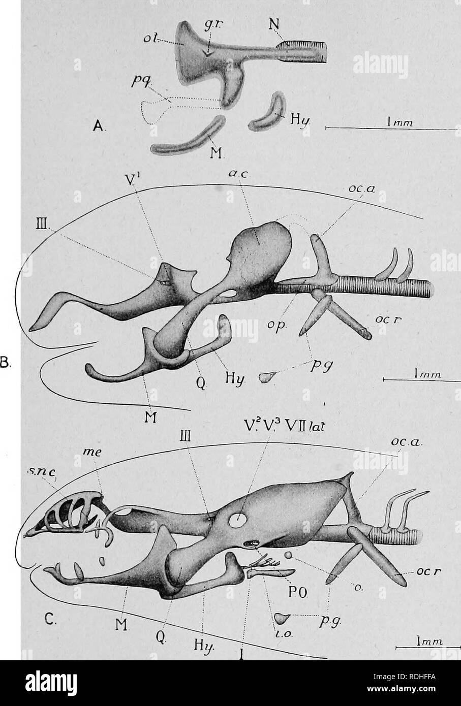 . Text-book de l'embryologie. L'embryologie. CHONDROCEANIUM 311. Fig. 155.-illustrant le développement de l'chondrocrâne dans Lung-poissons. (Après l'Agar, 1906.) un stade, Protopterus ; 31 B, LepicUmren, étape 34 ; C, Lepidosiren, étape 38. a.c, capsule auditive ; g.r, étage d'Gasserian ; Hy, l'arc hyoïdien ; j.o, interopercular mesethmoid ; moi, ; M, arc mandibulaire ; N, notochorde ; o ; operculaire, oca, arch occipitale ; oc.r, nervure occipitale ; o.p, plaque occipitale ; o.*, orbito-temporelle ; p.g, ceinture pectorale ; P.O. position de l'orgue de Pinkus, palatoquadrate ; p.q, Q, quad- rate ; s.n.c', subnasal ; cartilage Banque D'Images