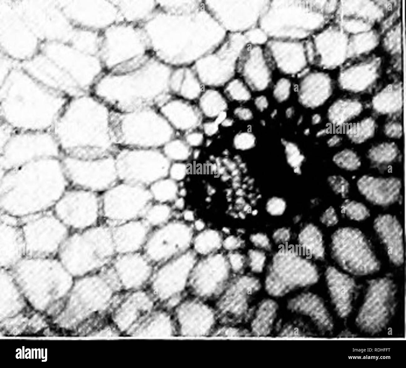 . Étude de la nature ; un manuel pour les enseignants et les élèves. L'étude de la nature. 3o6] NATUR' : étude des duels. En dehors de llie : tu1)ular partie de la tige est^ baric, pas encore fort jeune arbre en slioots et chez les plantes herbacées. Dans cornstall^s, hh' tiges, tiges, Palm et les herbes, les brins ne sont pas donc agencé, mais arc trouvés répartis dans la formule lapidaire de substance la tige. Si nous avons coupé à travers une brindille d'un arbre qui est devenu l'woodv.. .^M Fig. III. Section o[ Com" Fibrovascukir montrant les faisceaux. ( J'hotonijcro^fraph.) nous verrons que la partie ligneuse est distinct de l'écorce à l'extérieur et une formule lapidaire Banque D'Images