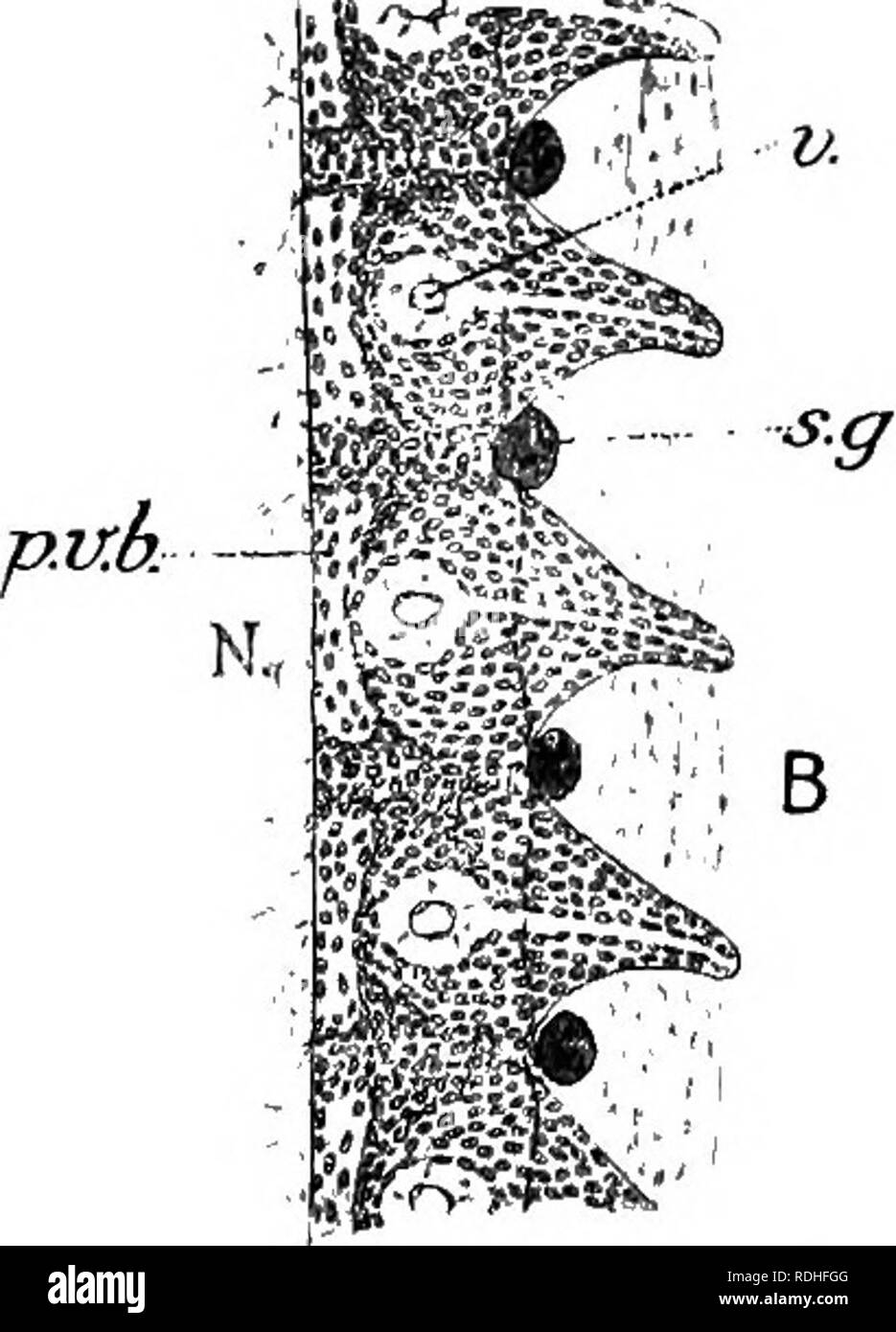 . Text-book de l'embryologie. L'embryologie. w-m^. B P- &Lt ;.u.b.' ;||f-"y. ^trf-s. Fig. 152.-Diagramme illustrant le mode de développement de l'hôtel centra vertébraux dans un reptile comme vu dans les sections horizontales. (Basé principalement sur les chiffres de Sphenodon Schauinsland, 1906.) ma, myotome ; Nf notochorde ; p.v.b, corps vertébral primaire ; S, partie superficielle de l'centrum accumulés en dehors de perichordal couche ; s.g, ganglion spinal ; scl, sclérotome ; v, de sang-navire. En comparant les relations segmentaire de A et B les vaisseaux sanguins intersegmentaires (v) forme utile repères. vertèbre dans Lacertil Sphenodon et dans le Banque D'Images
