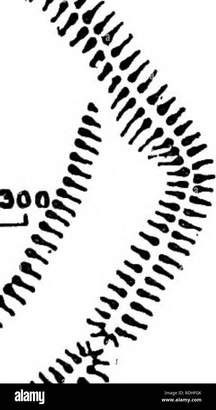 . L'histoire de Victoria du comté de Devon ;. L'histoire naturelle. Terrassement antique â ri-rirn-iirr-,f,. ..Â ¢^^SS JSSi"' '^^ ^njj v ?i- ^^ ^-.^v (0 V3 Â ¢,;VSCAUEOF,FEEir Hembury 300 âI Château, Buckland Brewer. La longueur de l'intérieur zone est 852 ft. et la largeur 466 ft. à l'Est, et 420 ft. à l'larrowest article. Sling pierres ont été trouvés à l'intérieur de son boîtier. Elle commande une vue d'ensemble de l'estuaire si Ax, et est en contact avec la forteresse de Musbury. Ce camp a été l'un des pb- ibly la frontière fortifi-:ations du territoire de l'Durotriges. BucKLAND Brewer O.S. xxix, 9).âHem Banque D'Images