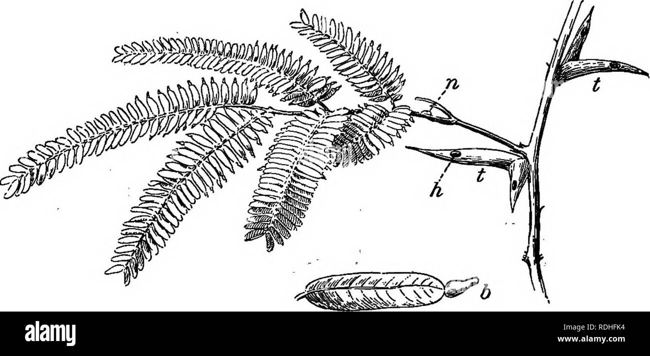 . Fondements de la botanique. La botanique, la botanique. Comment les plantes SE PROTÉGER 847 crus sont connus par leur découvreur comme organes de la courroie. Les fourmis les trous dans le creux de grandes épines stipulaires illustré dans la figure, vivent dans ces épines, se nourrissent de la ceinture, le corps et la protection de l'acacia d'insectes et d'autres ennemis. Les nectaires un sur la feuille fournit un complément de nourriture aux habitants ant de l'arbre. Une grande multitude de plantes, herbes, certains d'entre eux offrent plus ou moins important. notice ' â FlQ. 242. ( Ant-Plant^cacto âAn). t, épines ; h, trou à thorn ; n ; nectaires, 6, le corps de la courroie sur la pointe de notice. Banque D'Images