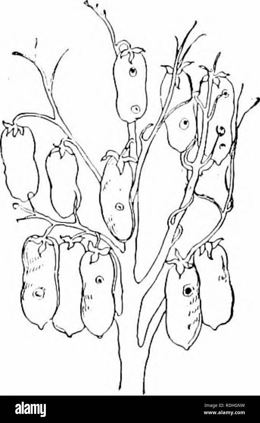 . Des études de l'usine ; une école primaire la botanique. La botanique. 130 études de l'usine de la politique commune de loosestrifes. Chaque fleur a étamines de deux longueurs, qui, avec le style, permet d'envisager trois combinaisons. Une fleur est en court d'étamines, les étamines de longueur, et à long style ; d'un autre est en court d'étamines, mi- longueur, style et les étamines ; la troisième a court style, au-longueur des étamines, et de longues étamines. Dans ces cas aussi les stigmates arc destiné à recevoir le pollen d'étamines. Veuillez noter que ces images sont extraites de la page numérisée des images qui peuvent avoir été retouchées numériquement pour plus de lisibilité - c Banque D'Images