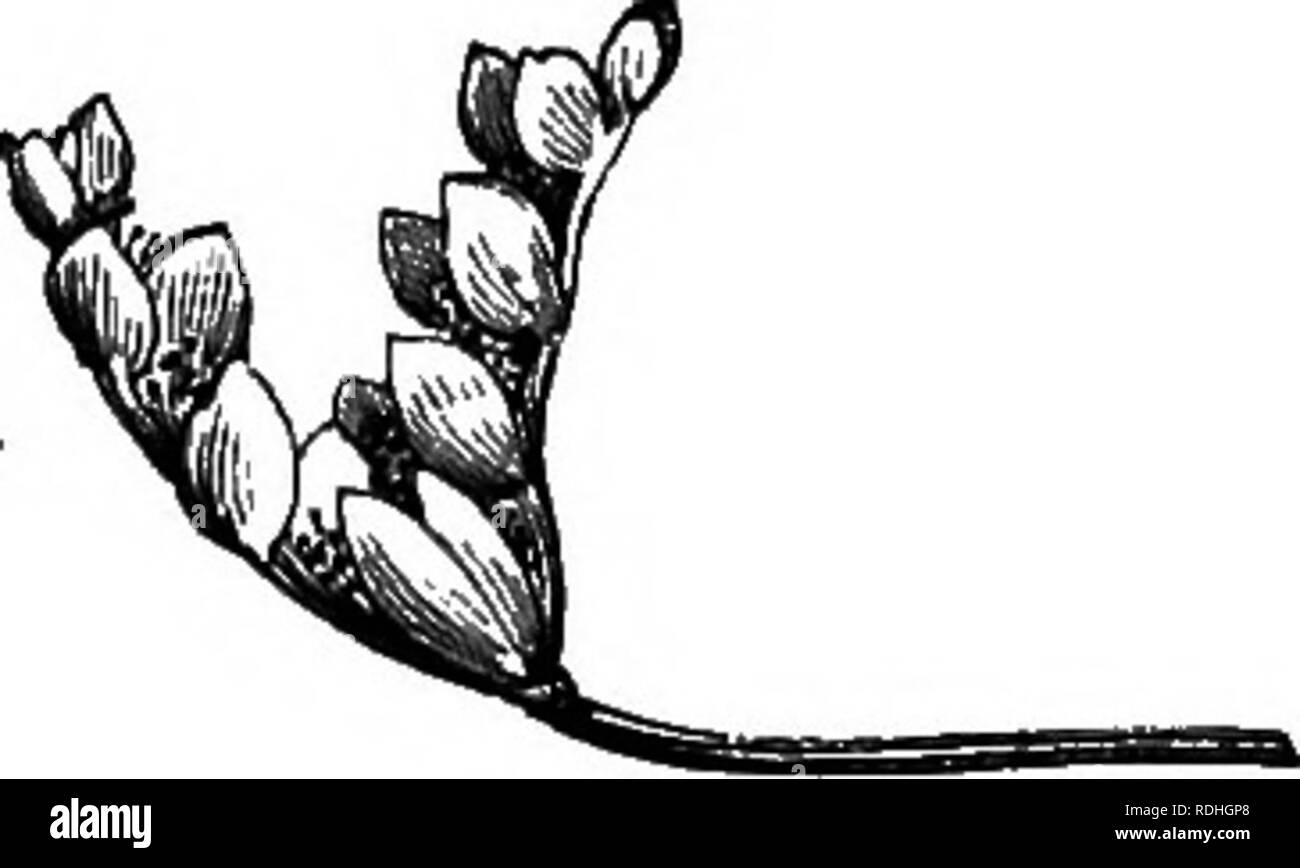 . Les aquariums d'eau douce : leur construction, l'arrangement, et la gestion, avec une information complète sur les meilleures plantes d'eau et animaux de la ferme pour être tenu, où et comment les obtenir, et comment les garder en santé. Les aquariums. FiG. 65. Le cap de l'eau parfumé Lily (Aponogeton distachyon) exécutant des fleuves de certaines parties de l'Europe. Les fleurs sont de couleur rouge-wliite. Le fruit est gros, noir, et armé de quatre. Veuillez noter que ces images sont extraites de la page numérisée des images qui peuvent avoir été retouchées numériquement pour plus de lisibilité - coloration et l'aspect de ces illustrations ne peut pas parfaitement resemb Banque D'Images