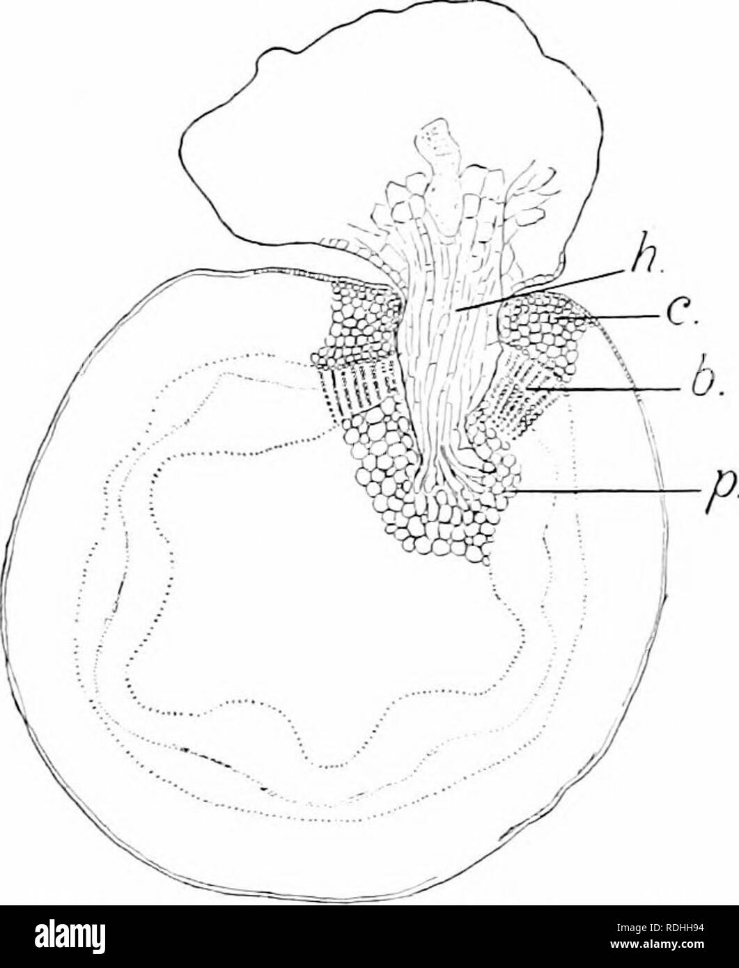 . Des études de l'usine ; une école primaire la botanique. La botanique. 107 racines. L'approvisionnement en denrées alimentaires. T h e r g f o r o, p r o - cesse sont mis "qui pene- trate et aliscirh. Le gui et de graines de cuscute sont- "les plantes qui ont t h i s h a Ij. a n d les deux ont de tels processus (voir fig. 102, 103). Cette habitude est plus mncli largement développé, cependant, dans un groupe de plantes, connu sous le nom de champignons. Plusieurs de ces champignons iiarasitic jilants sur live et d'animaux, illustrations commun étant le mildiou des feuilles de lilas et beaucoup d'autres plantes, la rouille du blé, l'escarbille i:si le maïs, etc. 70. Structure de la racine. Banque D'Images