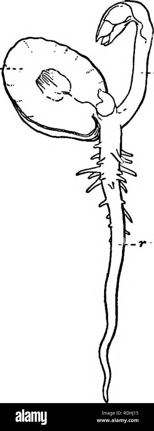 . Essentials de botanique. La botanique, la botanique. ESSENTIALS de botanique 3. Examen de la Fève. - Étudier la semence, à la fois sec et après douze heures de trempage, de la même manière générale dont les graines de courge vient d'être examinée." remarque la présence d'une plumule, consistant en une paire de feuilles rudimentaires entre les cotylédons, juste à l'endroit où ils sont joints à la partie supérieure de l'hypocotyle. Dans de nombreuses graines (comme les pois) la plumule ne montre pas des feuilles distinctes. Mais dans tous les cas la plumule contient le point de croissance, l'extrémité de la tige de laquelle toute la croissance vers le haut de la plante est de procéder. Mak Banque D'Images