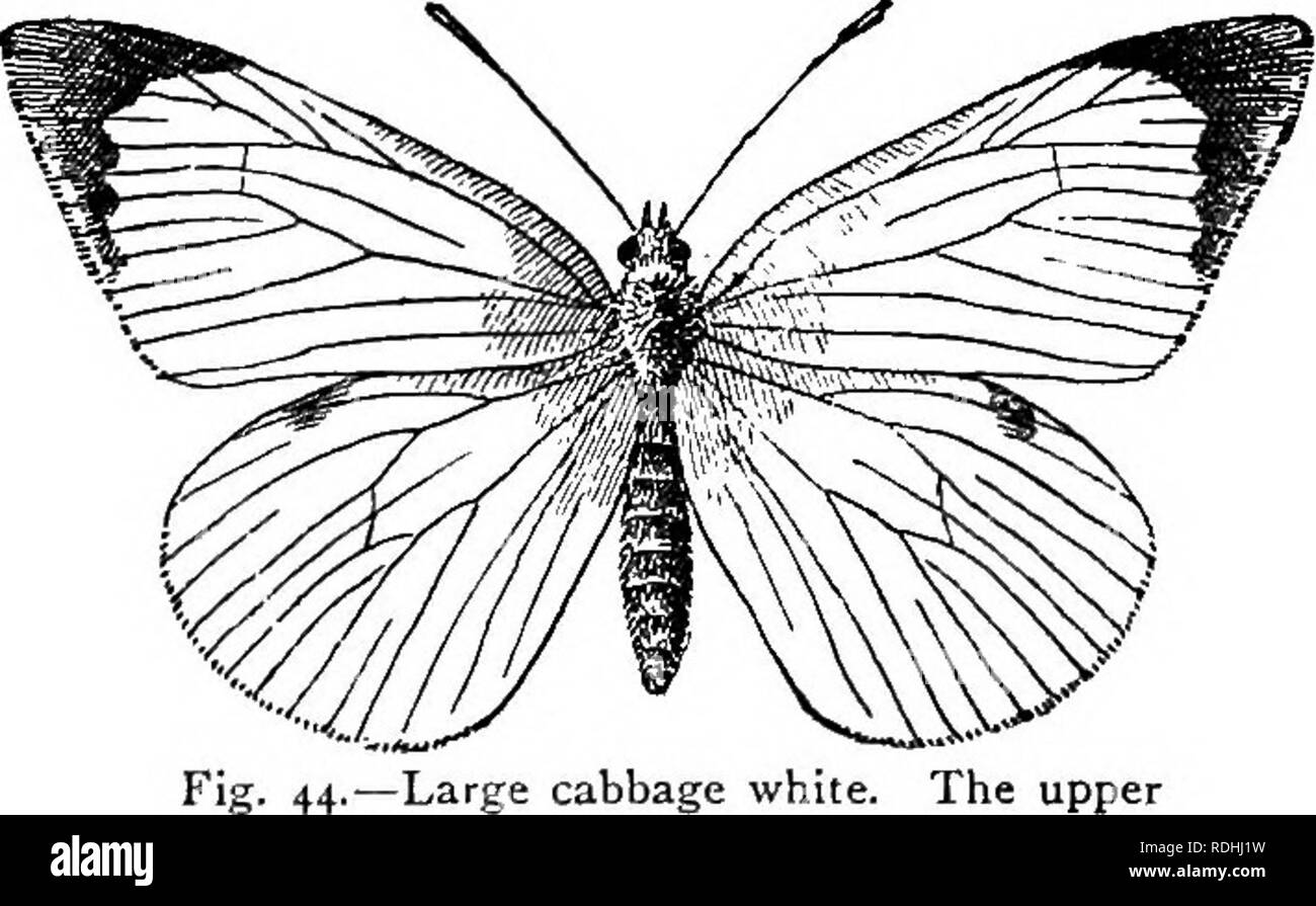 . Les insectes utiles et nuisibles ; une introduction à l'étude de l'entomologie économique. Les insectes ; les insectes utiles ; les insectes nuisibles. . Veuillez noter que ces images sont extraites de la page numérisée des images qui peuvent avoir été retouchées numériquement pour plus de lisibilité - coloration et l'aspect de ces illustrations ne peut pas parfaitement ressembler à l'œuvre originale.. Miall, Louis Compton, 1842-. Londres, G. Bell & ; fils Banque D'Images