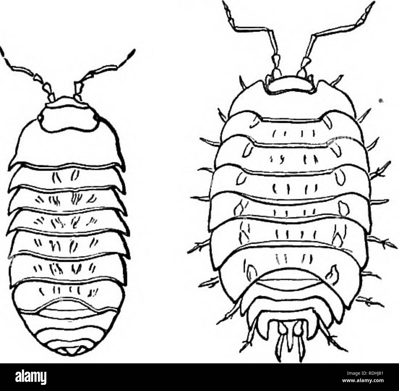 . Le livre du jardin. Le Jardinage. beaucoup à craindre que les deux premiers. En effet, les aphides, Thrip, et rouge-spider n'apparaissent que sur eux quand quelque chose ne va pas dans l'art de la culture. Les chaleurs excessives, sécheresses, &amp;c., sont à l'origine, l'apparition des insectes l'effet. Ce n'est pas le cas avec les deux premiers, et en particulier en ce qui concerne la blatte, pour chaque usine supplémentaires ajoutés à la collection peut transporter avec elle, si ce n'est pas l'insecte parfait, ses œufs ; et c'est bien le cas lorsque les orchidées sont importés, il pas rare que des cas d'ensemble passe ces plantes sont entièrement dévorer Banque D'Images