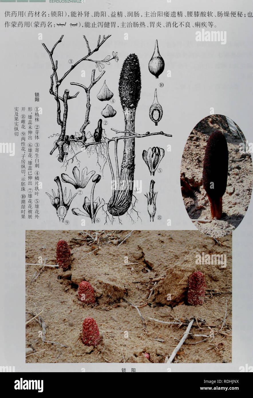 . E er duo si zhi Wu Zhi. botanique. ? ? ? ? ? ? ?. Veuillez noter que ces images sont extraites de la page numérisée des images qui peuvent avoir été retouchées numériquement pour plus de lisibilité - coloration et l'aspect de ces illustrations ne peut pas parfaitement ressembler à l'œuvre originale.. wu jian xiong. ené meng gu ren min chu ban elle Banque D'Images