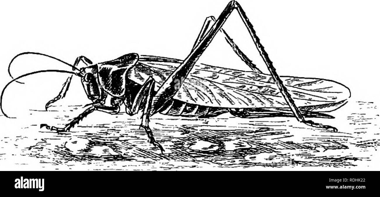 . Une introduction à la zoologie, avec les instructions pour les travaux pratiques (invertébrés). XVIII : INSECTA ORTHOPTERA 273 moins par une trappe rim ou en surplomb de la paroi thoracique, et fourni avec un nerf, ganglion nerveux, et des muscles, ainsi qu'avec la trachée spécial. Ces " oreilles " sont présentes à la fois mâle et femelle, et que l'on trouve même dans de nombreuses espèces qui ne produisent aucun son audible pour l'oreille humaine, mais peut-être les sauterelles sont sensibles aux sons qui n'ont pas d'incidence sur nous. Le criquet pèlerin est un terme communément appliquée à n'importe quel genre de sauterelles qui parfois se multiplier avec grande Banque D'Images