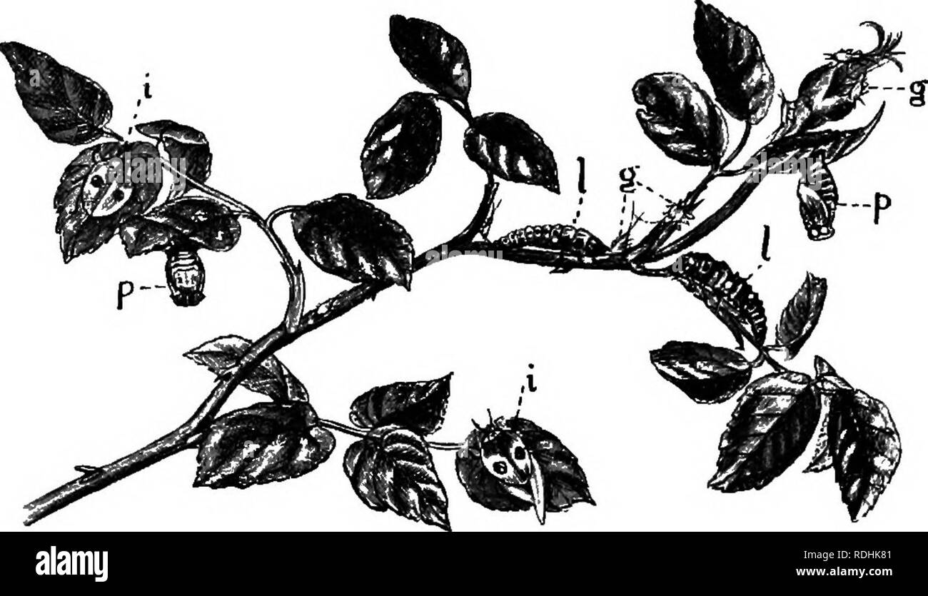 . Une introduction à la zoologie, avec les instructions pour les travaux pratiques (invertébrés). XVII INSECTA : COLEOPTERA 251 sous-ordre : 2 Clavicornia. Les Coléoptères de jardin avec des antennes en forme de massue (Clavicom scarabées). Coccinelles sont peut-être le plus connu, et (Coccinemdae^ *®° certains des plus utiles de coléoptères au jardinier, pour tout au long de leur vie ils se nourrissent sur le vert-fly {Aphides) qui font tant de mal en suçant la sève des plantes (voir p. 284). L'insecte adulte, avec son corps de couleur vive, généralement rouge avec des points noirs, est. La FiQ. ISl.-La coccinelle à deux points {OoccineUa bi-punctata). Différentes étapes Banque D'Images