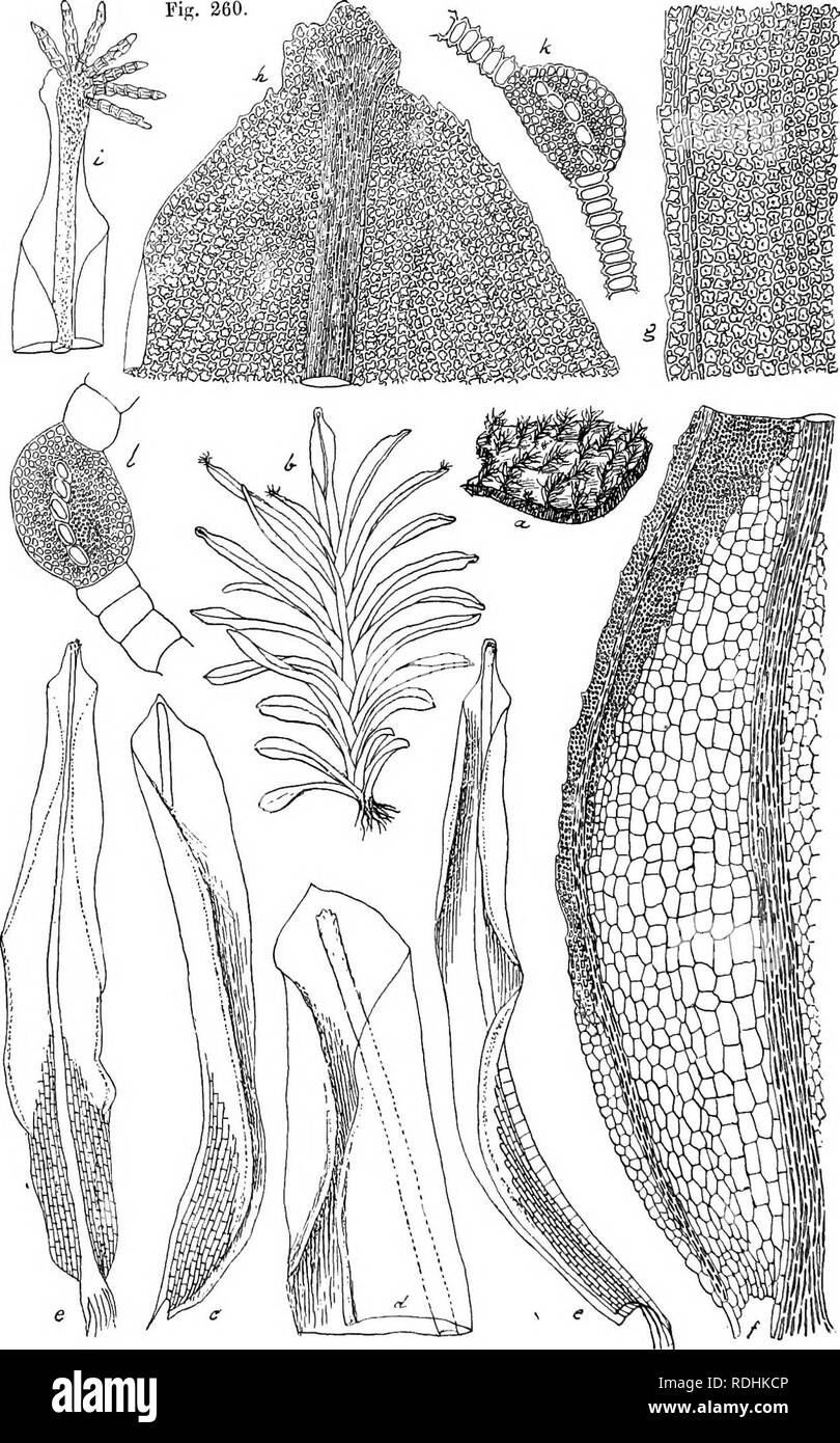 Blattscheide Banque D Image Et Photos Alamy