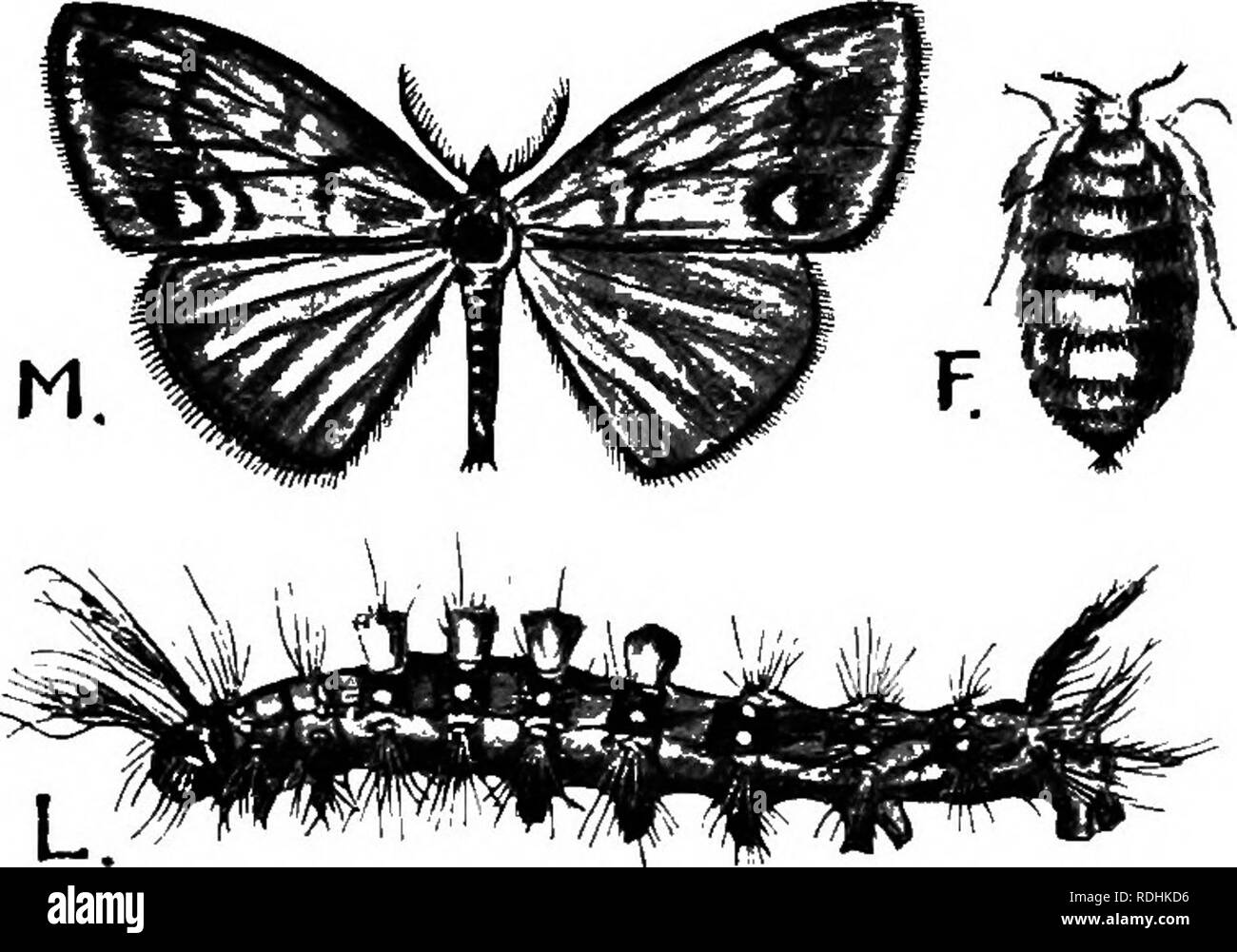 Une introduction à la zoologie, avec les instructions pour les travaux  pratiques (invertébrés). INSECTA LEPIDOPTERA : 235. Fio. 163.-l'Vaporer  (Orgyia antiqua). L, larve ; M, homme d'amphibien ; F, femelle du