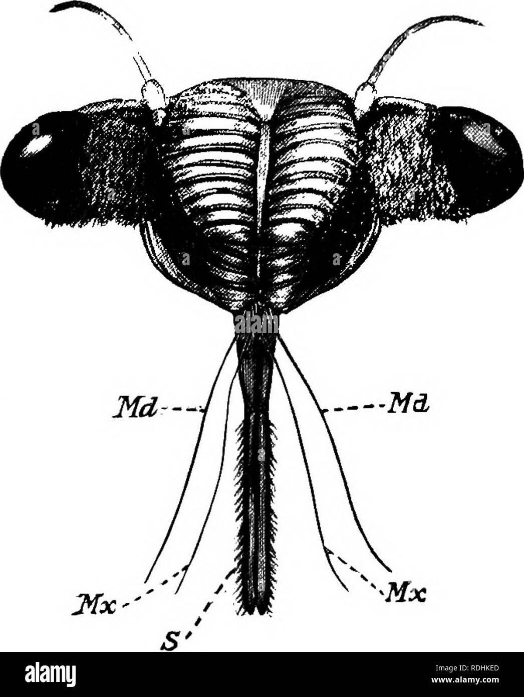 . Un manuel de zoologie générale. Zoologie. Les AUTRES MEMBRES DE LA CLASSE INSECTA â 175 Squash bug, les cochenilles, les cigales, etc., l'ordre, Hémiptères, est un très grand contenant en plus de ceux nommés, une foule d'autres, comme l'eau bateliers, retour des nageurs, stinkbugs, etc., qui sont connus comme les " bogues." La bouche pièces sont formées pour sucer et la métamorphose est en- complète. Ceux qui possèdent des ailes ont deux paires. La plupart des membres de l'ordre ont la moitié basale des ailes avant d'épaisseur renforcé, mais les autres ont les ailes avant fine tout au long de toute leur longueur. La plupart des personnes Banque D'Images