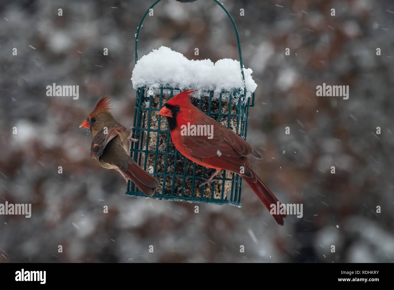 Une paire de cardinaux partager l'alimentation suif par un froid jour de neige dans le Missouri. L'effet de flou. Banque D'Images