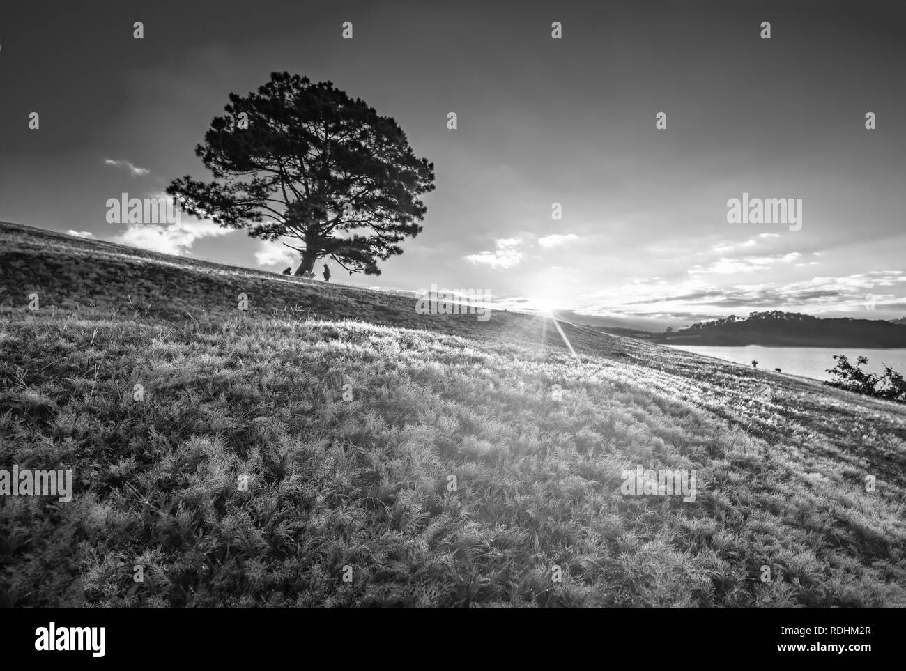 Neige et herbe magique arbre pin l'aube quand le soleil brille de mystérieux rayons dans l'herbe couverte de rosée mousseux. Banque D'Images