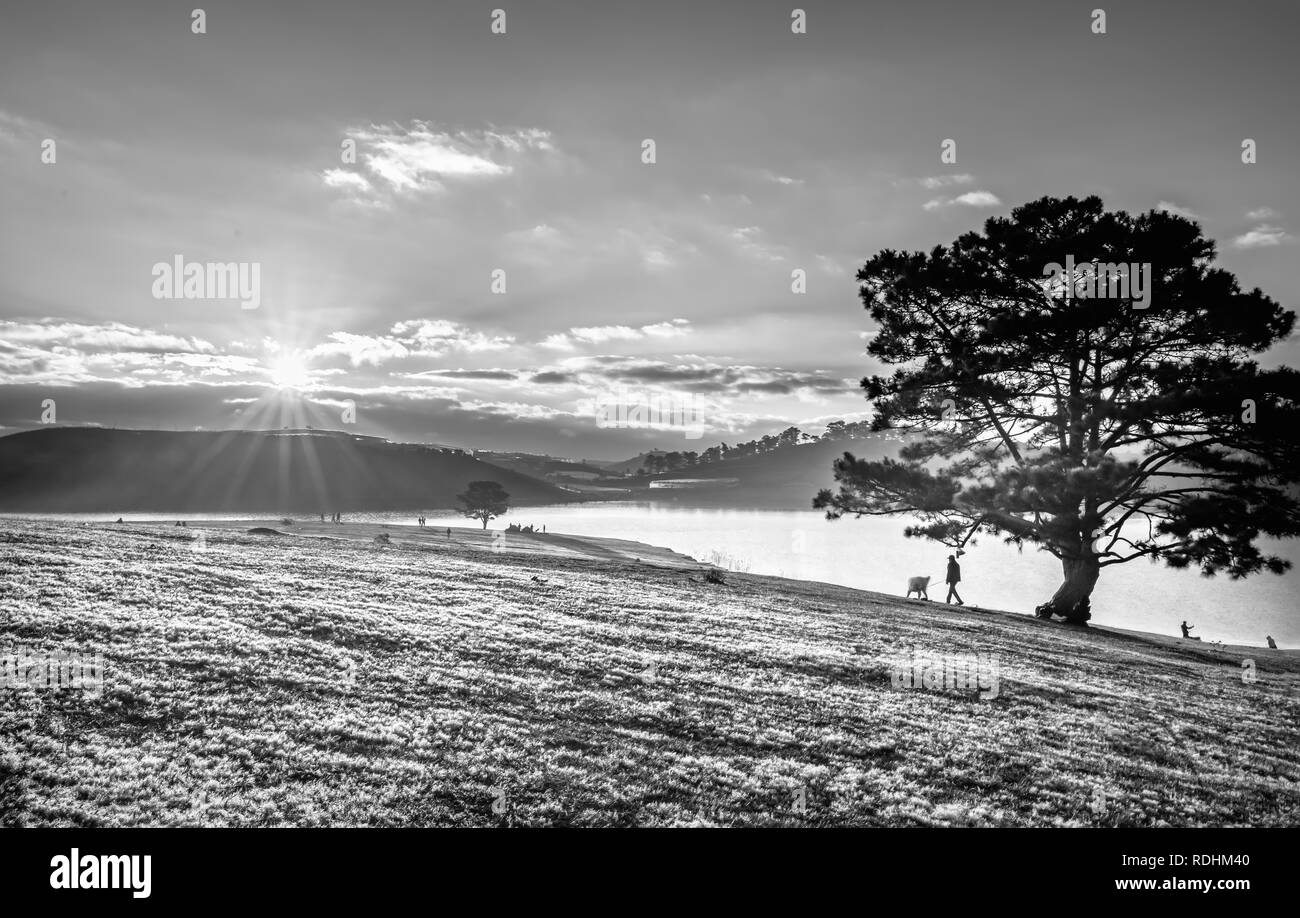 Neige et herbe magique arbre pin l'aube quand le soleil brille de mystérieux rayons dans l'herbe couverte de rosée mousseux. Banque D'Images
