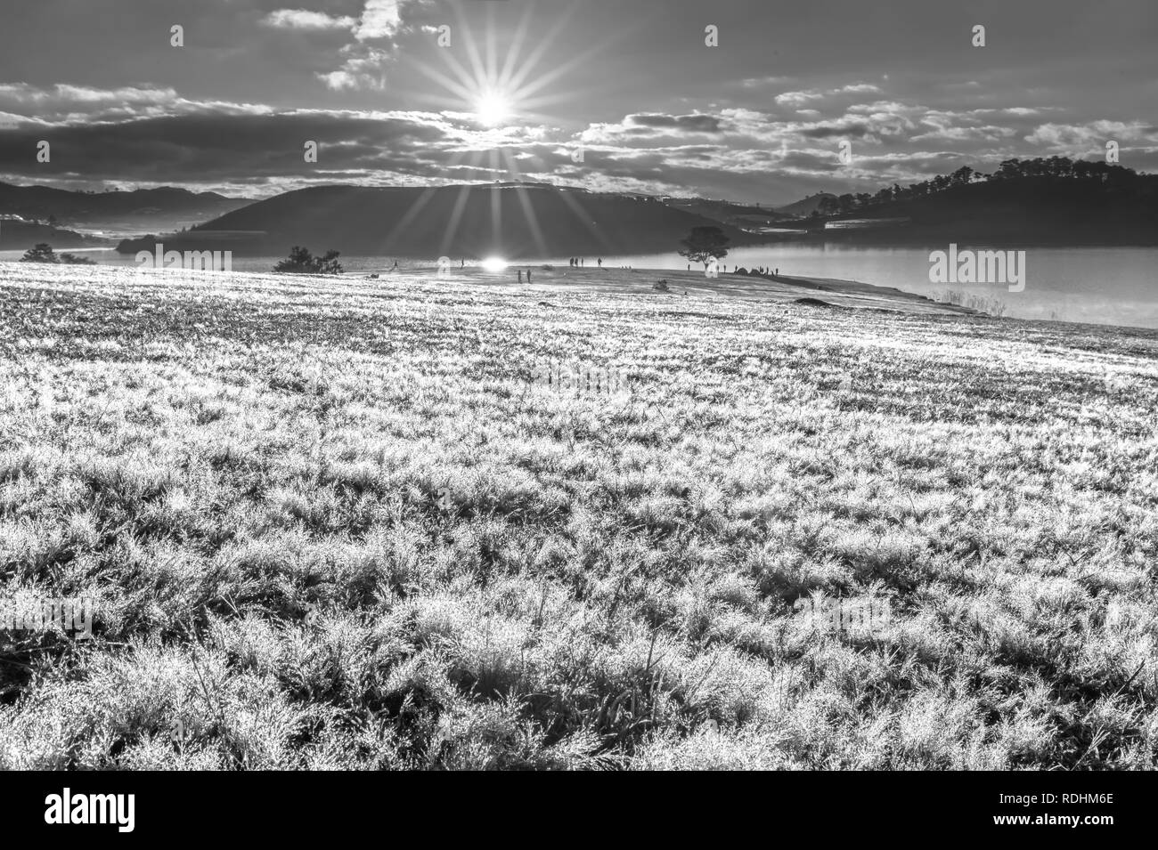Neige et herbe magique arbre pin l'aube quand le soleil brille de mystérieux rayons dans l'herbe couverte de rosée mousseux. Banque D'Images