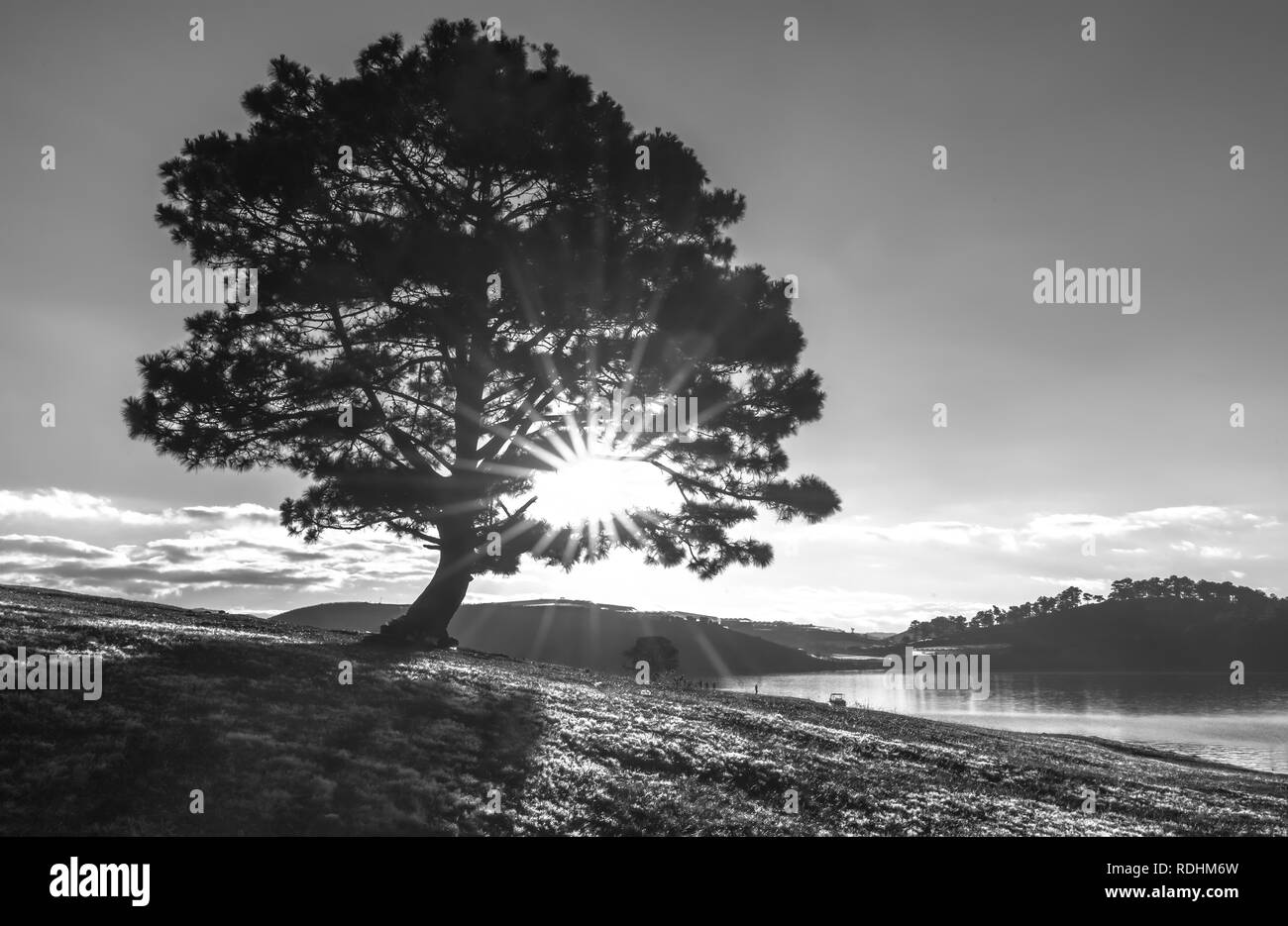 Neige et herbe magique arbre pin l'aube quand le soleil brille de mystérieux rayons dans l'herbe couverte de rosée mousseux. Banque D'Images