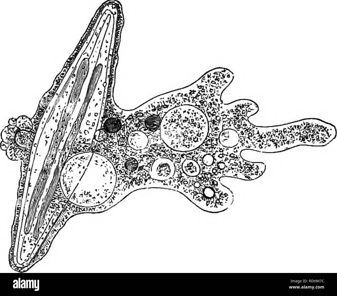 . Texte élémentaire-livre de zoologie. 86 Les protozoaires. Caractéristiques externes. Si l'ébauche d'un Ammba possible de toutes les quelques secondes et la série de dessins examinés, on voit que la forme a fait l'objet de con- siderable changement, et il sera aussi probablement constaté que l'animal entier a pu passer de sa position d'origine. De plus, ce changement de forme particulière.est évidemment en raison de la en poussant vers l'extérieur de processus, qui se transforment progressivement et plus grande. Si une goutte de mélasse s ovemen. ^^ placé sur une surface plate et la surface inclinée, la baisse va progresser de la même fashi Banque D'Images