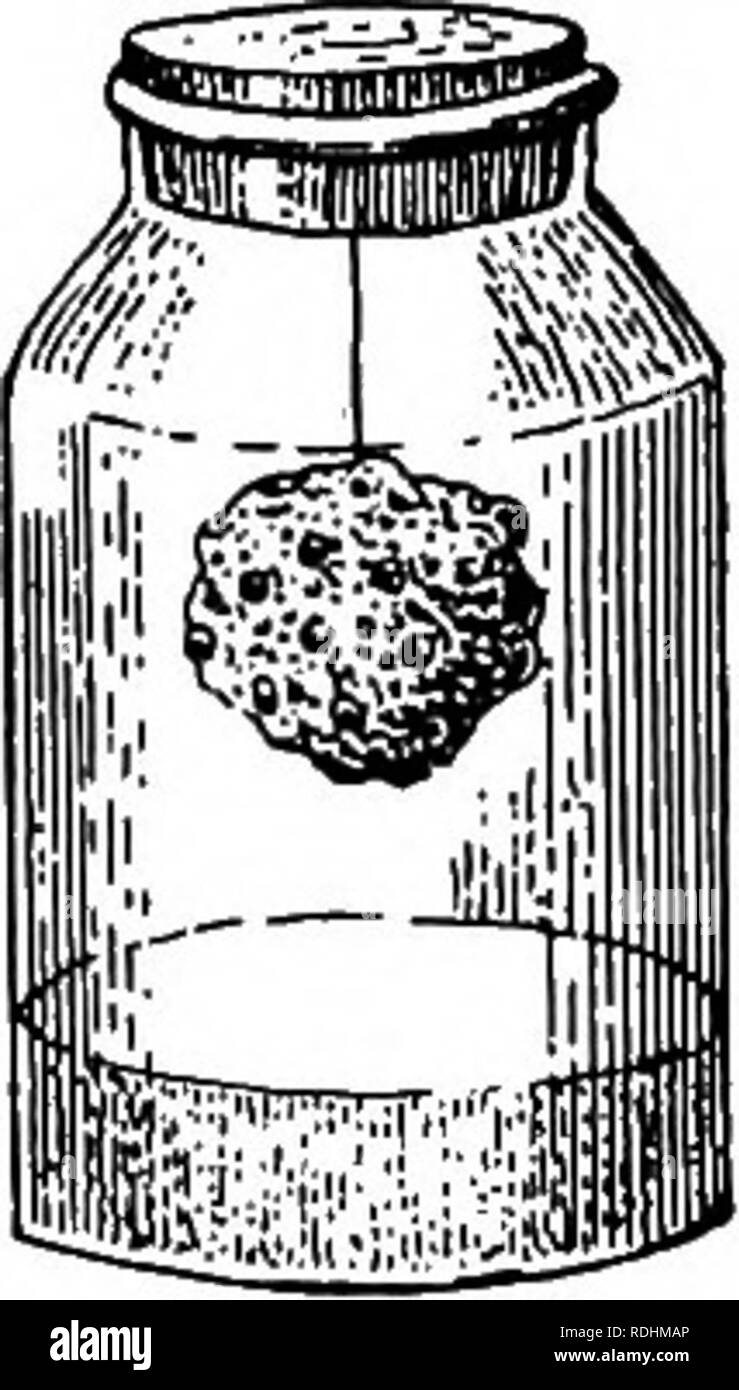 . Botanique élémentaire . La botanique. 217 LA RESPIRATION qu'il n'est éliminé. Encore, parties vertes peut être illustré de respirer s'ils être conservés dans l'obscurité. La Respiration est toujours activement à la vie des pièces, et dans toutes les parties de la Plantes. L'absorption de l'acide carbonique par l'usine n'a lieu dans des parties vertes, et seulement lorsque les pièces sont exposées à la lumière. Il y a une autre différence entre la respiration et l'assimi- lation du carbone de l'acide carbonique. Le volume d'oxygène absorbé n'est pas nécessairement égal au volume d'acide carbonique libéré pendant la respiration-en fait, la plante peut pour Banque D'Images