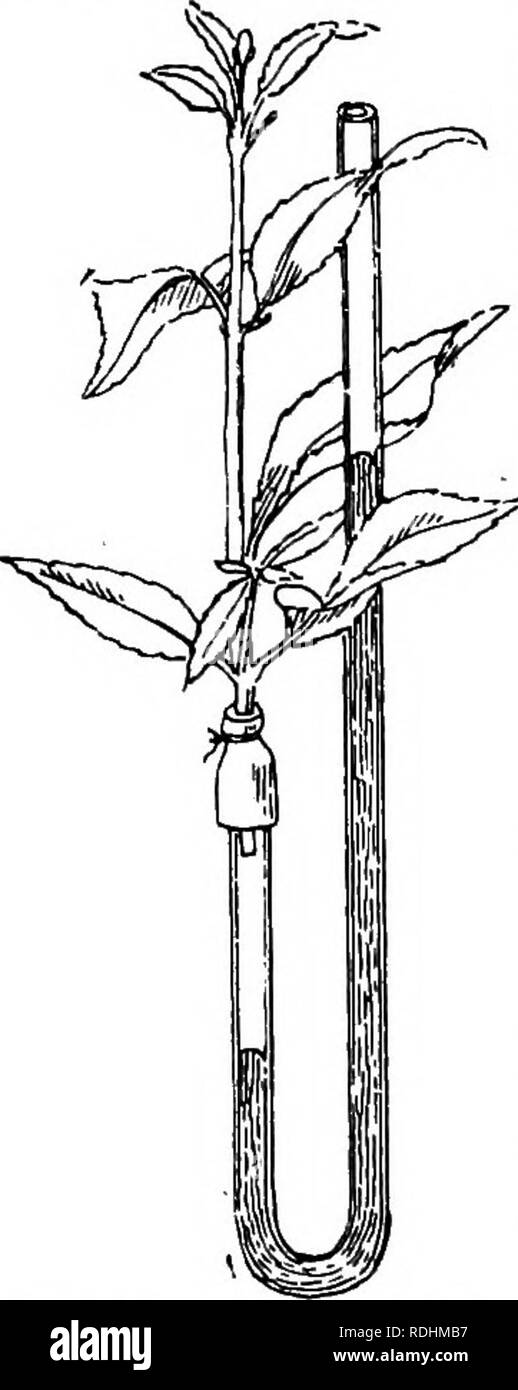 . Botanique élémentaire . La botanique. L'EXCRÉTION DE L'eau a voyagé jusqu'à l'usine de l'usine-les feuilles, l'eau a accompli son travail de transport et peut être jeté pour faire place à de nouvelles quantités de sel-solutions. En second lieu, la transpiration contribue à attirer le sel-solution haut sur la tige, et même la cause racine pour absorber les liquides plus rapidement. Il est facile de montrer que la transpiration influence la vitesse à laquelle la racine est dans l'eau : en effet, si l'on place une cloche de verre-jar sur une plante monté dans l'appareil figure à la page 203, la racine sera progressivement absorber de plus en plus lentement que Banque D'Images