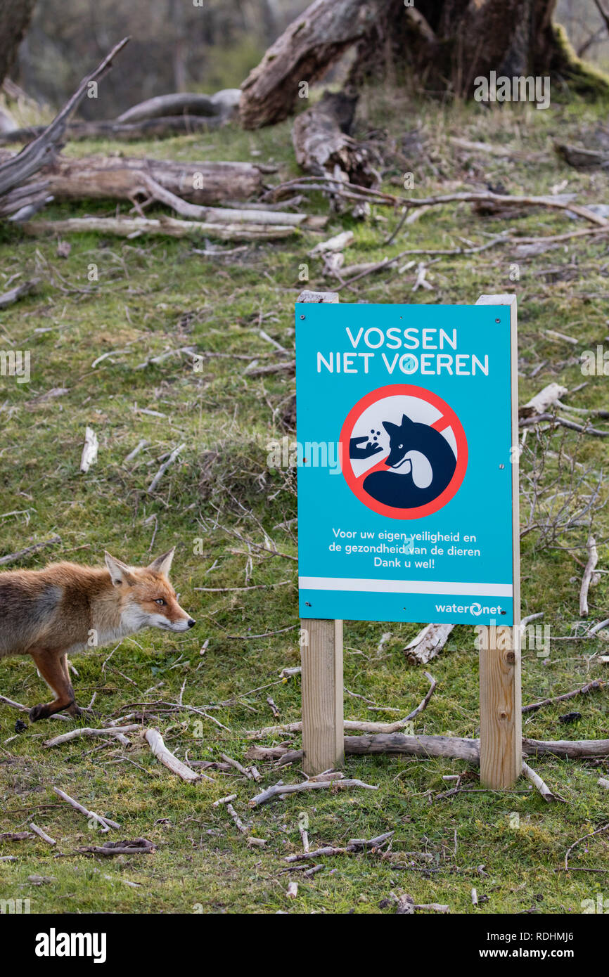 Le renard roux (Vulpes vulpes) à la recherche à signer en disant de ne pas nourrir les renards. Amsterdamse Waterleidingduinen réserve naturelle, Zandvoort, Pays-Bas. Banque D'Images