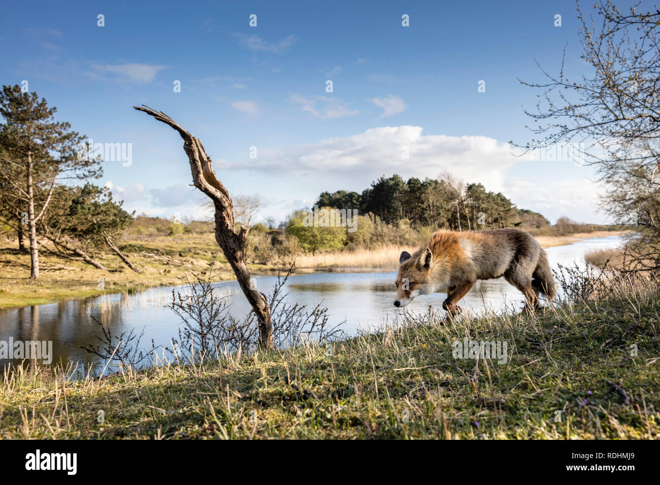 Le renard roux (Vulpes vulpes). Amsterdamse Waterleidingduinen réserve naturelle, Zandvoort, Pays-Bas. Banque D'Images