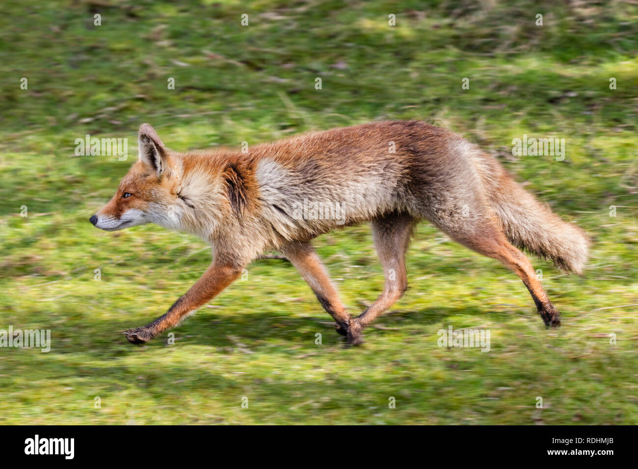 Le renard roux (Vulpes vulpes). Amsterdamse Waterleidingduinen réserve naturelle, Zandvoort, Pays-Bas. Banque D'Images