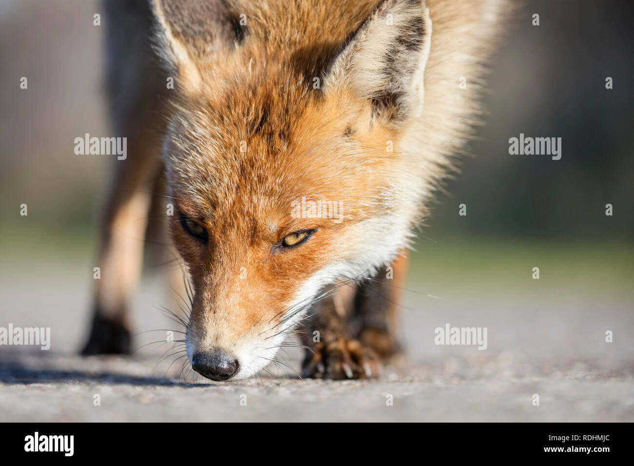 Le renard roux (Vulpes vulpes). Amsterdamse Waterleidingduinen réserve naturelle, Zandvoort, Pays-Bas. Banque D'Images