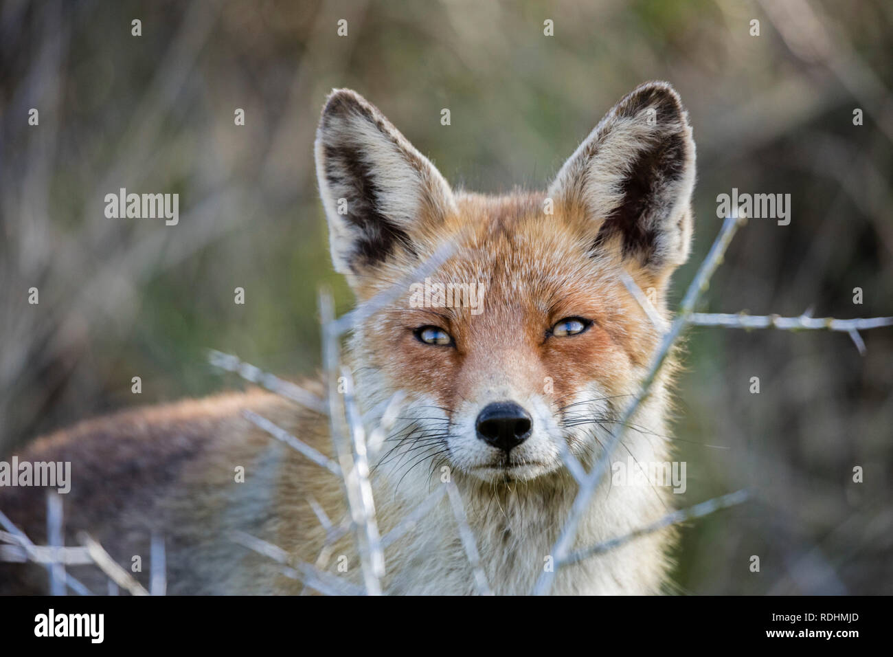 Le renard roux (Vulpes vulpes). Amsterdamse Waterleidingduinen réserve naturelle, Zandvoort, Pays-Bas. Banque D'Images