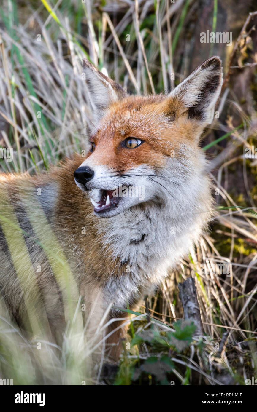 Le renard roux (Vulpes vulpes). Amsterdamse Waterleidingduinen réserve naturelle, Zandvoort, Pays-Bas. Banque D'Images