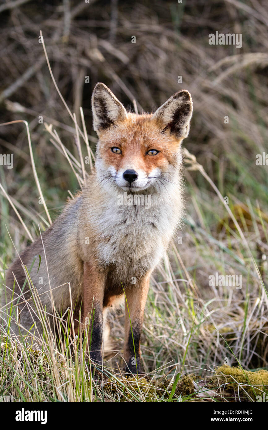 Le renard roux (Vulpes vulpes). Amsterdamse Waterleidingduinen réserve naturelle, Zandvoort, Pays-Bas. Banque D'Images