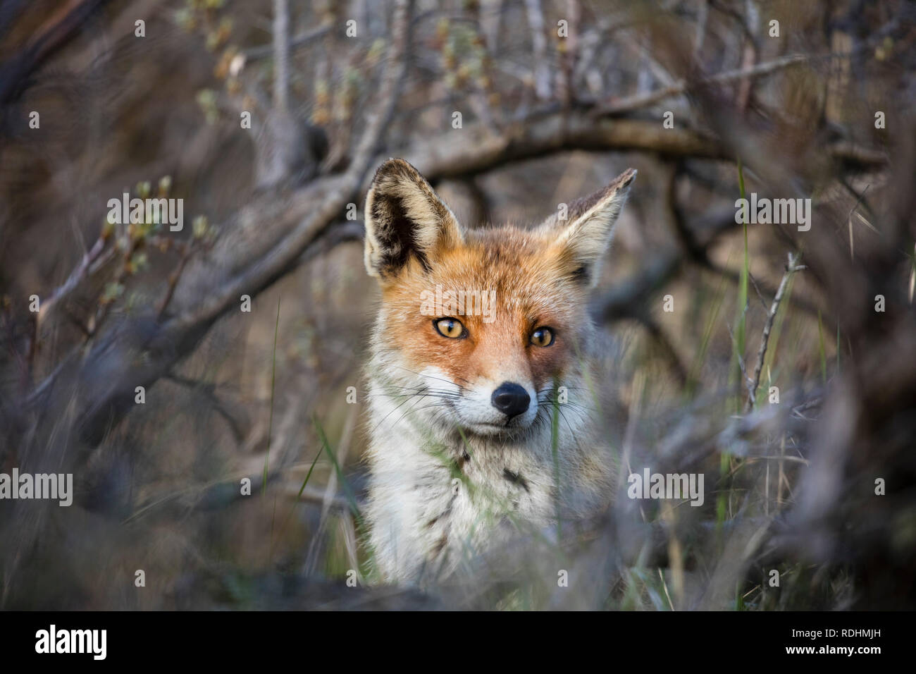 Le renard roux (Vulpes vulpes). Amsterdamse Waterleidingduinen réserve naturelle, Zandvoort, Pays-Bas. Banque D'Images