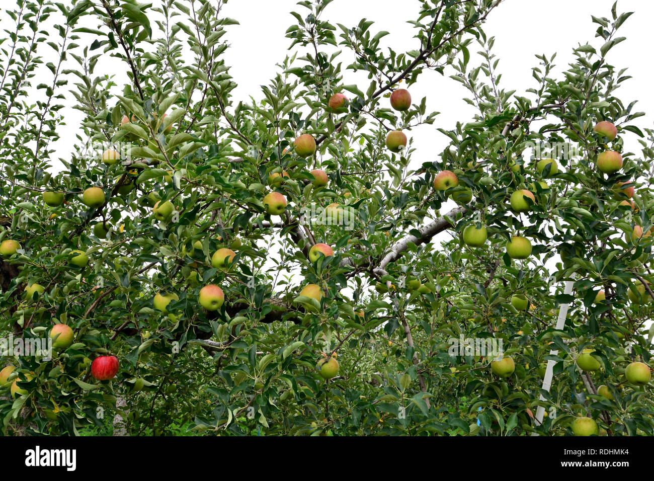 Apple (Malus domestica), sur l'arbre, au Japon Banque D'Images