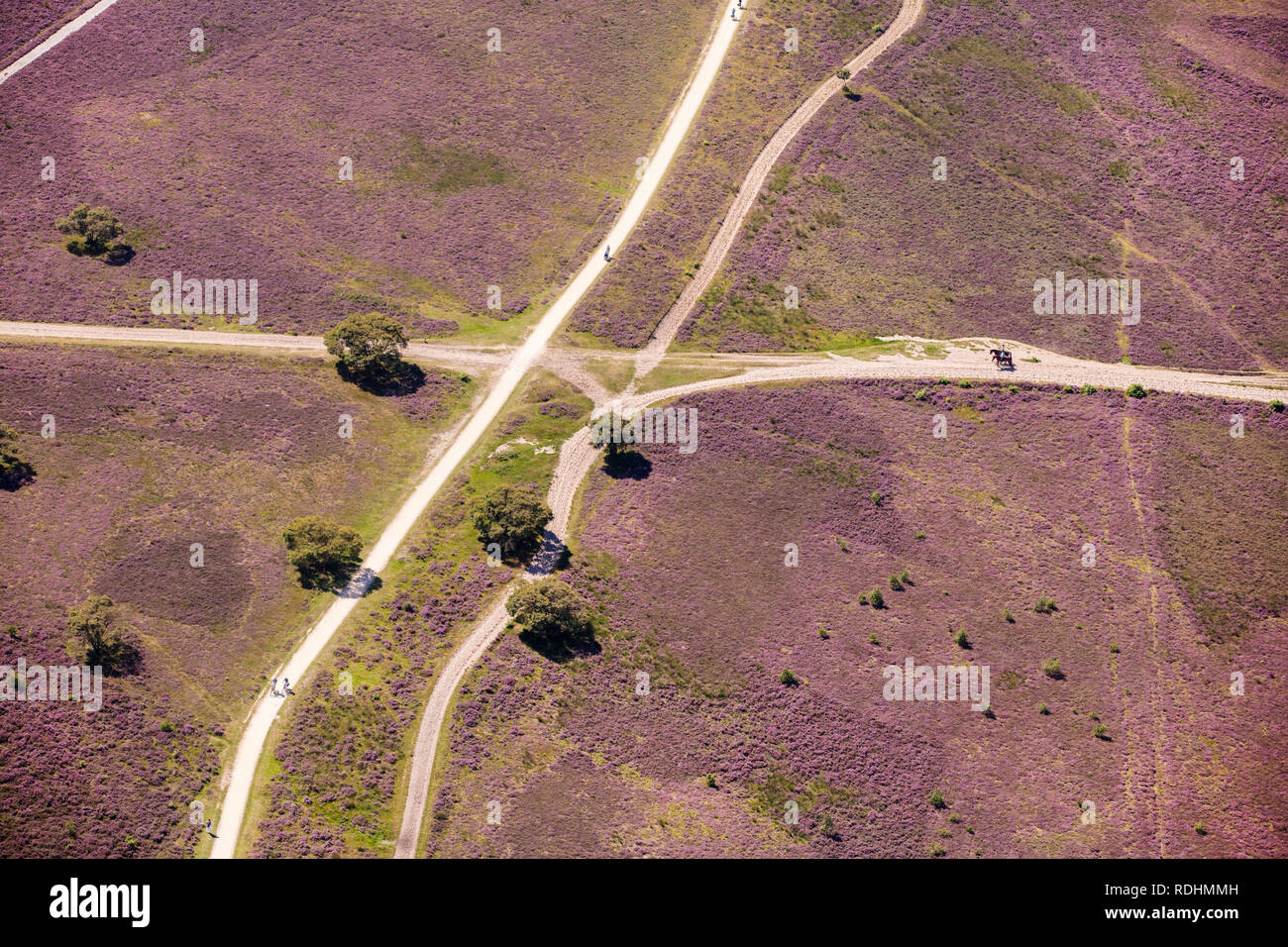 Les Pays-Bas, Hilversum, la floraison de la bruyère. Vue aérienne. Banque D'Images