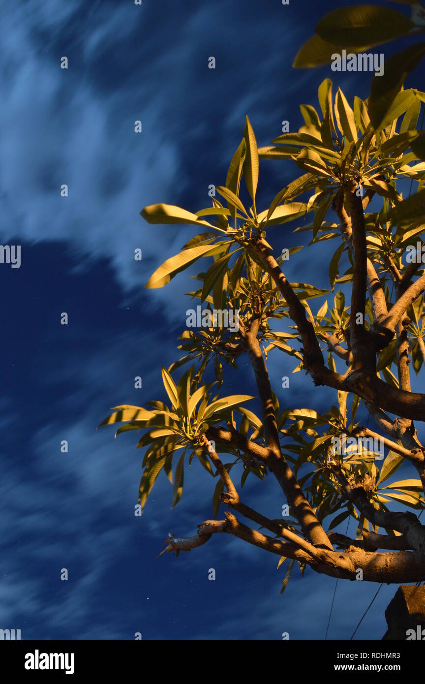 Feuilles vertes dans un fond bleu ciel de nuit Banque D'Images
