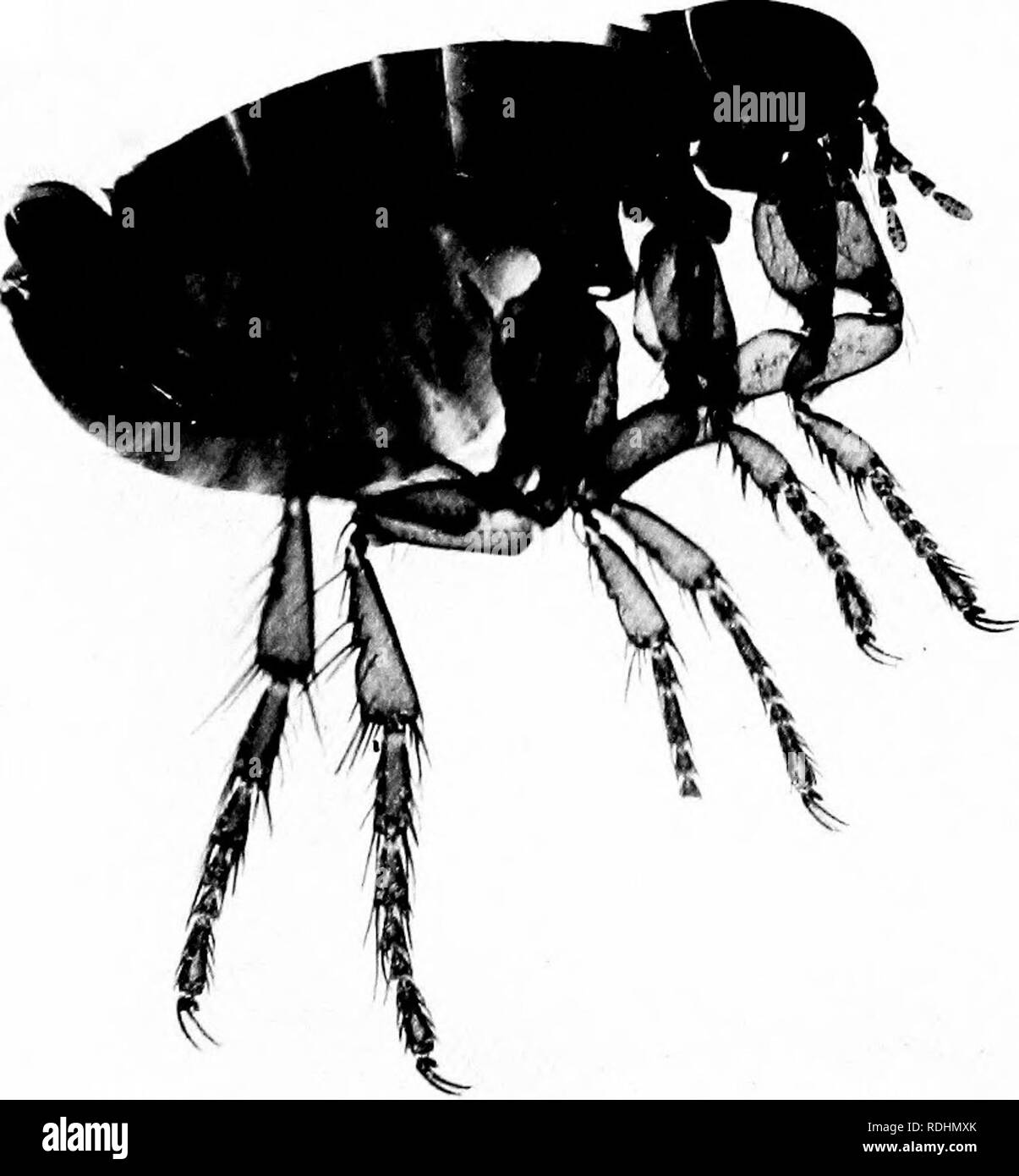 . Comment utiliser le microscope ; un guide pour le novice. Les microscopes. (1) Résiduelle humaine, femme, x )H (2) Résiduelle humaine (Pulex irritatis) mâle. X 24. Veuillez noter que ces images sont extraites de la page numérisée des images qui peuvent avoir été retouchées numériquement pour plus de lisibilité - coloration et l'aspect de ces illustrations ne peut pas parfaitement ressembler à l'œuvre originale.. Hall, Charles Albert, 1872-. Londres, A. et C. Black Banque D'Images