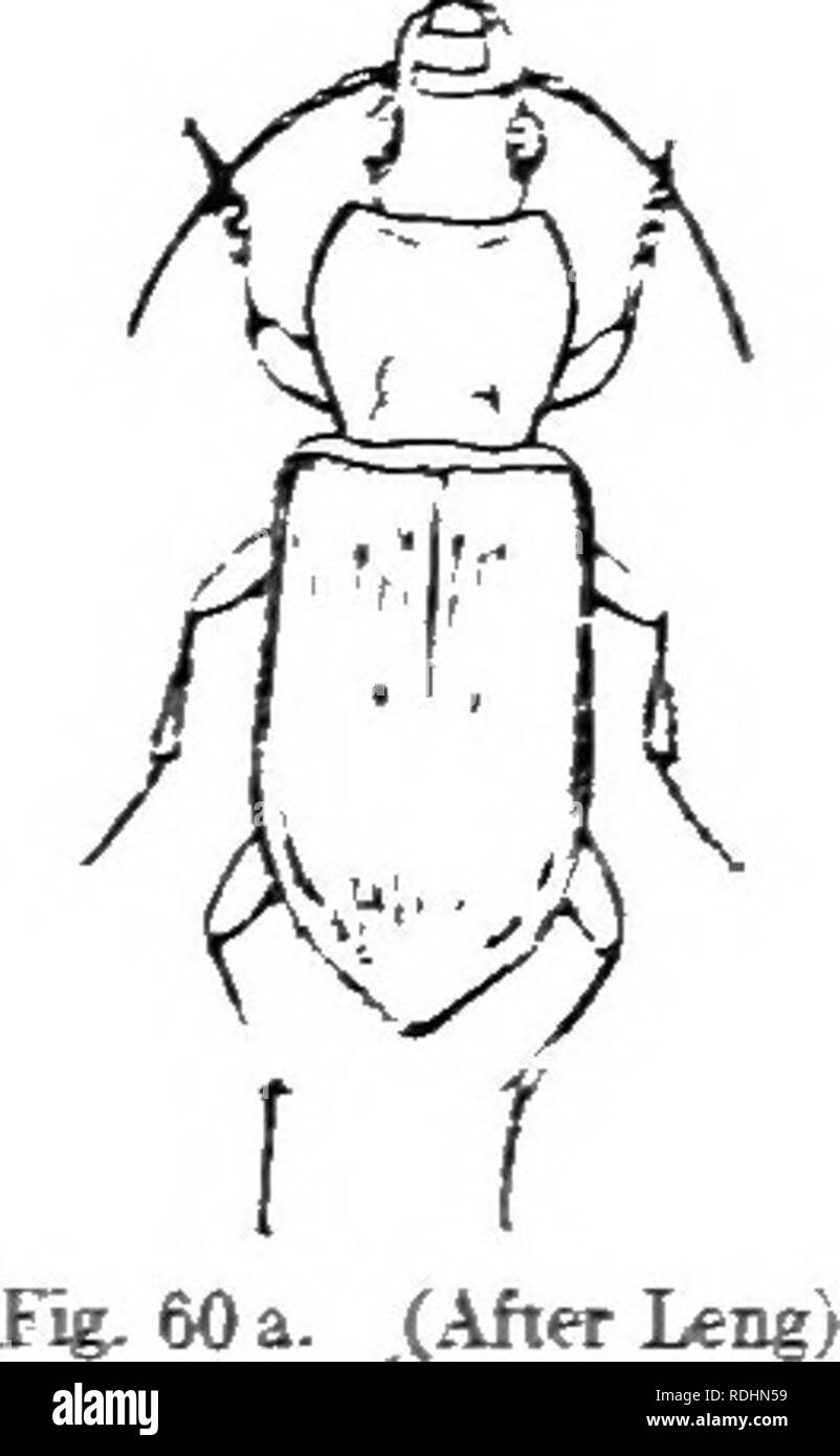 . An illustrated catalogue descriptif des coléoptères coléoptères ou (à l'exclusion de la Rhynchophora) présents dans l'Indiana : avec bibliographie et des descriptions des espèces nouvelles . Les coléoptères. 98 FAiriLT tababid-II..t ;. 13"^ 1517). PTEKOsTicHis PUBPURATUS Lee.. .J'jnm. Phil. Acad. Xat. Le ?i. PTEBOsncHus MUTis Sar. Trans. Amer. Phil. S.x-.. IL l^j ;. 44 : ibid. II. 470. EloDzate, plutôt svelte, subdepressed .. Noir, shin- ing : antenne et piceous les jambes. Thorax plus évidente- ly rétréci à la base, côté^ moins arrondi les angles de liaison, Elytral distinctes strie, profonde, entre- finement perforé vals. subconvex Longueur Banque D'Images