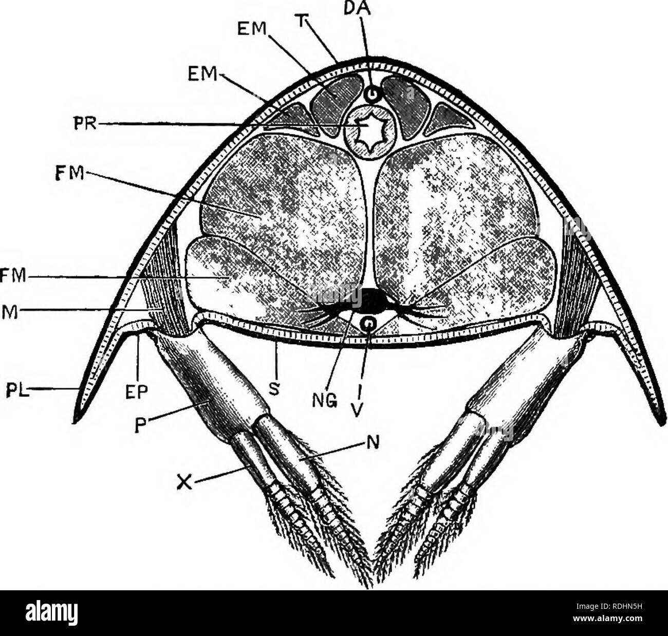 . Un cours de zoologie pratique junior. Zoologie. 126 L'un de l'ÉCREVISSE. Le tergnm est la plaque dorsale convexe de l'exosquelette. b. Le sternum est la barre transversale ventrale entre les bases des membres. c. La plèvre est une paire de plaques projetant vers le bas sur les côtés. d. Le epimera sont les portions de cuticule durcie entre la plèvre et la base des membres. Ils sont très petits dans ce segment.. Fig. 25 Astaeus flnviatilis-., var. nobilis. Section transversale à travers l'abdomen, (o. H. h.) DA, dorsaj artère abdominale. "EUL, extenseurs de l'abdomen. EP, eplmeron. FM, flexor m Banque D'Images