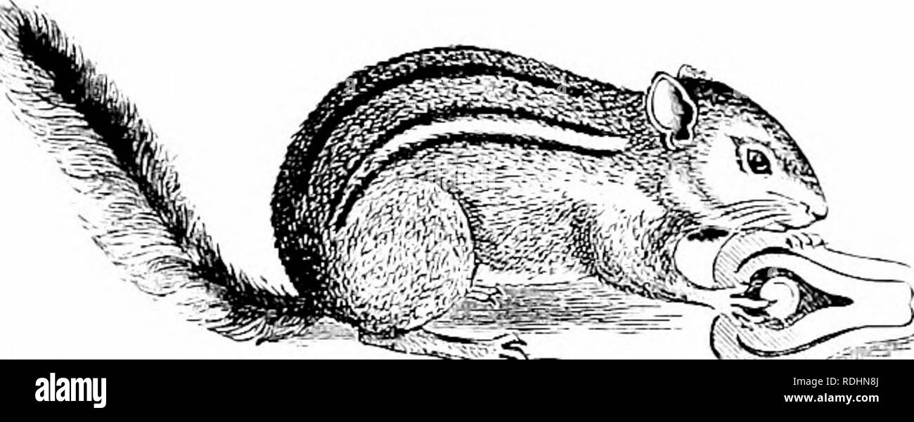 . Histoire naturelle des animaux ;. Zoologie. GNAWERS. 63 L'écureuil rayé commun, ou Chipmunk, est a'ouut cinq pouces lons.^ à la queue, et la couleur est }'ell(&gt;ish gris avec cinq bandes noires sur le dos et les côtés. En au-. Fig. 88. L'écureuil rayé â, ou Chipmunk. tumn les chipmunks ma)' être vu ^â vec la joue- plein de sachets de noix ou de grains, qui le}' stocker jusqu'à l'hiver, moment où ils restent dans leurs trous. Les spermophiles. Le bar rayé, Gopher du Michigan et de l'ouest, est un très bel animal, au sujet de la taille de la Red Squir- rel, d'une couleur brun foncé, avec des lignes de lumière et des rangées de l Banque D'Images