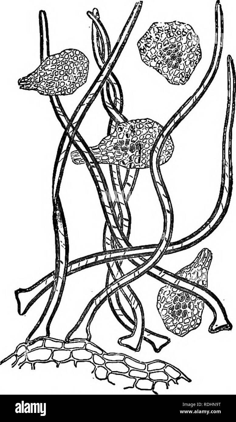 . Lignes de vie végétale : avec référence particulière à la forme et la fonction . La botanique. 280 LIGNES DE VIE VÉGÉTALE. mally par sphérique la proportion des branches. Ces plantes sont connues comme '' sèche les mauvaises herbes.'' individuellement ou regroupés en grosses liasses qu'ils sont reconduits plaines et prairies pour de longues distances, agitant leurs graines comme ils vont, ou d'ouvrir leurs fruits lorsque humectée. Une autre adaptation pour la distribution par le vent est la petite taille de certaines graines. Ceux de certaines orchidées sont si minuscules qu'il faut 500 000 pour peser je gramme. Ces petites graines sont facilement grillé sur de longues distances par le gagner Banque D'Images