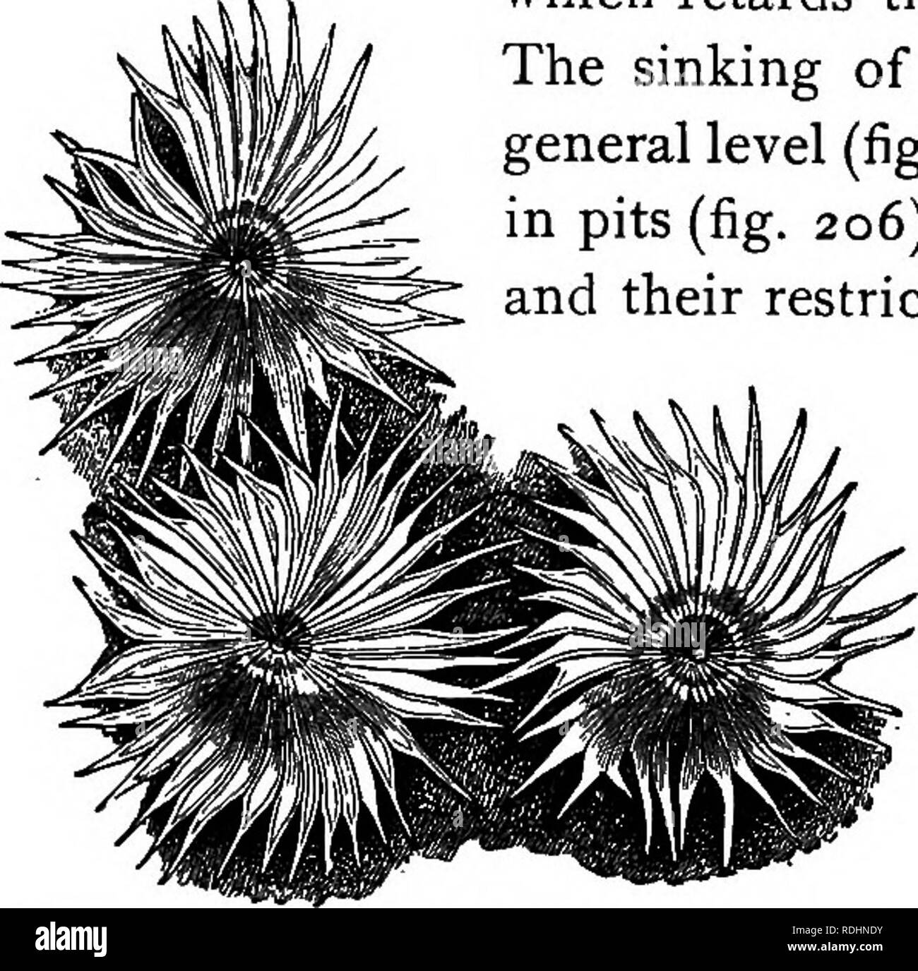 . Lignes de vie végétale : avec référence particulière à la forme et la fonction . La botanique. Les xérophytes et halophytes. 241 Tige de canne à sucre (fig. 204). L'intérieur des couches de la paroi de l'épiderme sont parfois convertis en mucilage, qui retarde l'évaporation de l'eau. Le naufrage des stomates au-dessous du niveau général (fig. 205), leur arrangement dans des fosses (fig. 206) ou dans les rainures (fig. 197), et leur limitation à la face inférieure de la feuille (fig. 206) peut- être considéré comme d'autres adaptations de l'épiderme pour réduire l'évaporation. Dans les feuilles de certaines xero- phytes les cellules de garde de la stomie Banque D'Images